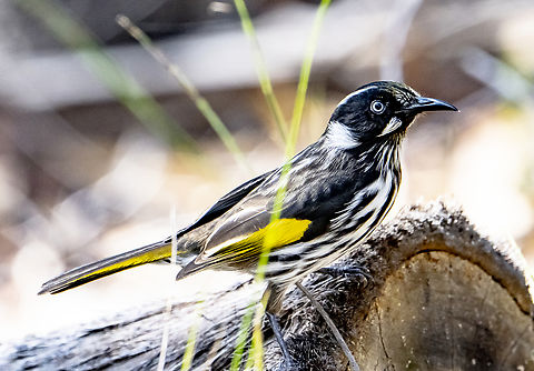 New holland Honeyeater  Australia,Fall,Geotagged,New Holland honeyeater,Phylidonyris novaehollandiae