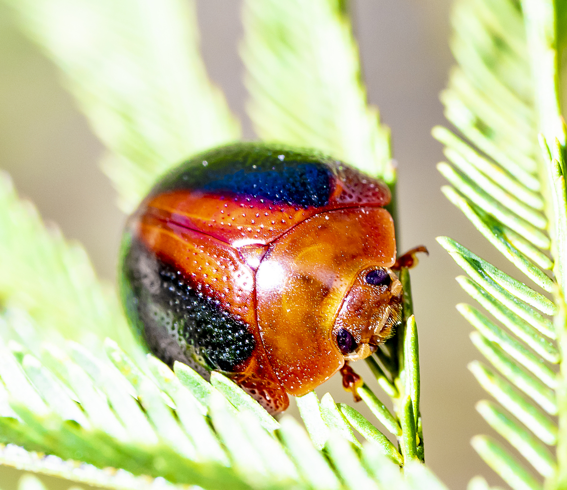 Dicranosterna immaculata - Acacia leaf beetle  Australia,Dicranosterna immaculata,Fall,Geotagged