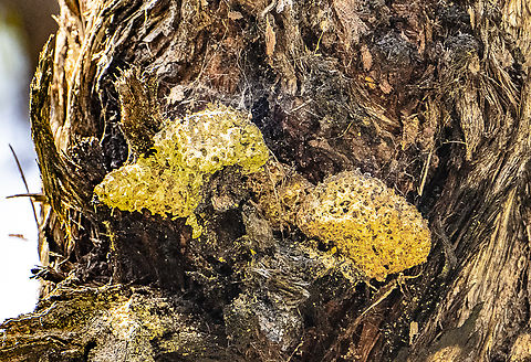 A Tree Fungus ? High in a tree Australia,Fall,Geotagged