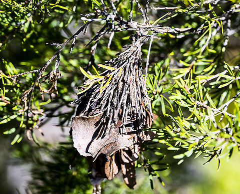 Bagworm moth  Australia,Fall,Geotagged