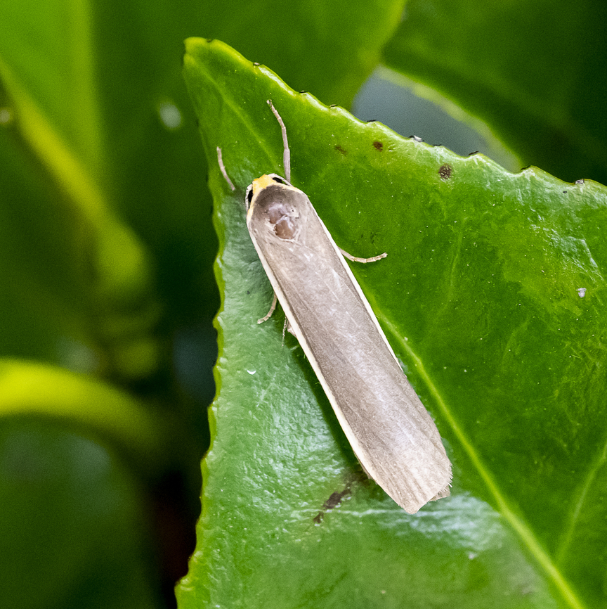 Scoliacma nana  Australia,Brunia sp.,Fall,Geotagged,Scoliacma nana
