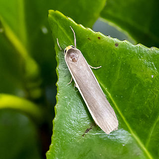 Scoliacma nana  Australia,Brunia sp.,Fall,Geotagged,Scoliacma nana