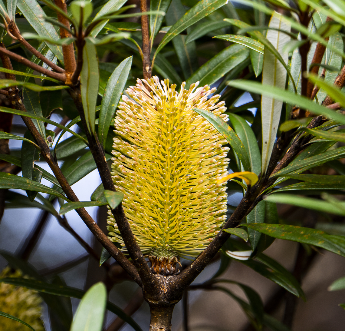 Coastal Banksia  Australia,Banksia integrifolia,Coast banksia,Fall,Geotagged