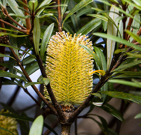 Coastal Banksia  Australia,Banksia integrifolia,Coast banksia,Fall,Geotagged