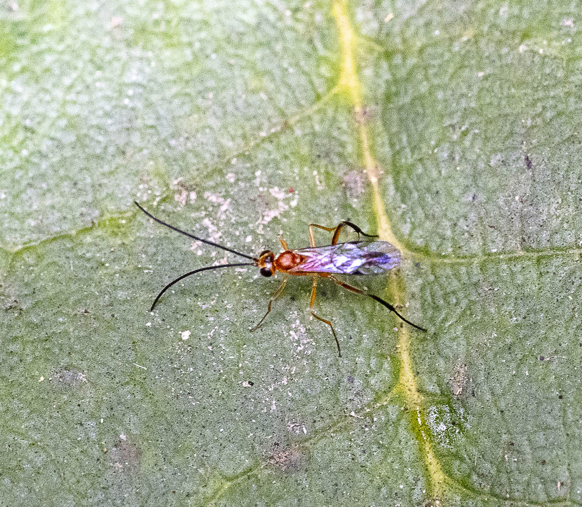 Braconid wasp ?  Australia,Fall,Geotagged