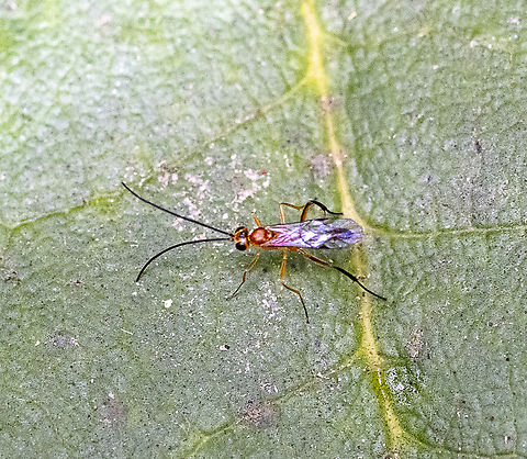 Braconid wasp ?  Australia,Fall,Geotagged