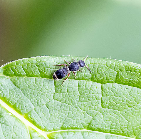 Velvet 'ant' - Ephutomorpha sp.  Australia,Fall,Geotagged