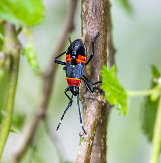 Dindymus versicolor  Australia,Dindymus versicolor,Fall,Geotagged,Harlequin Bug
