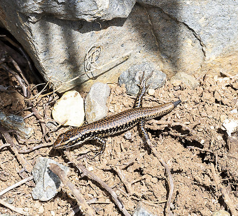 Eulamprus heatwolei - Yellow bellied water skink Some lizards shed their tail to get out of trouble Australia,Eulamprus heatwolei,Fall,Geotagged,Yellow-bellied Water Skink