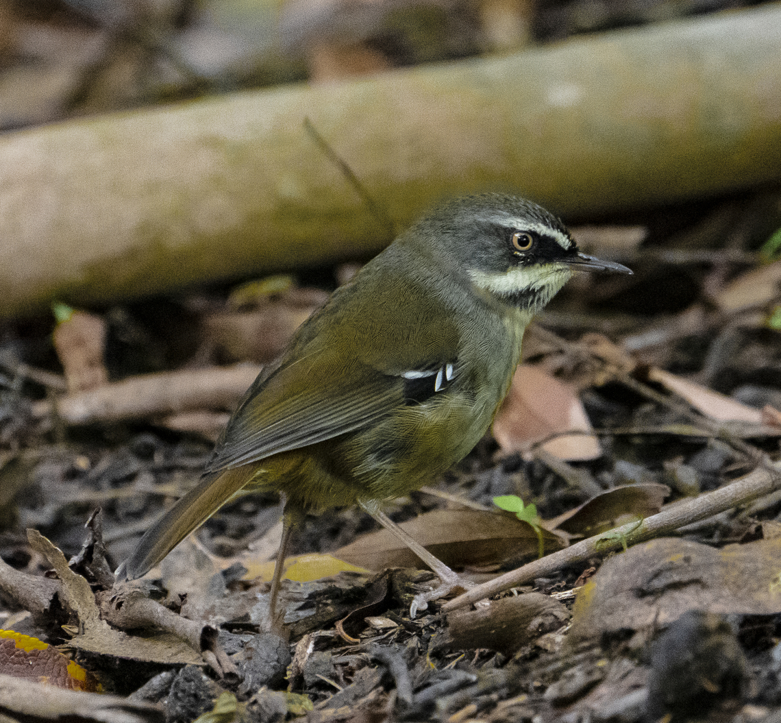White-browed scrub wren Sericornis frontalis Sericornis frontalis,White-browed scrubwren