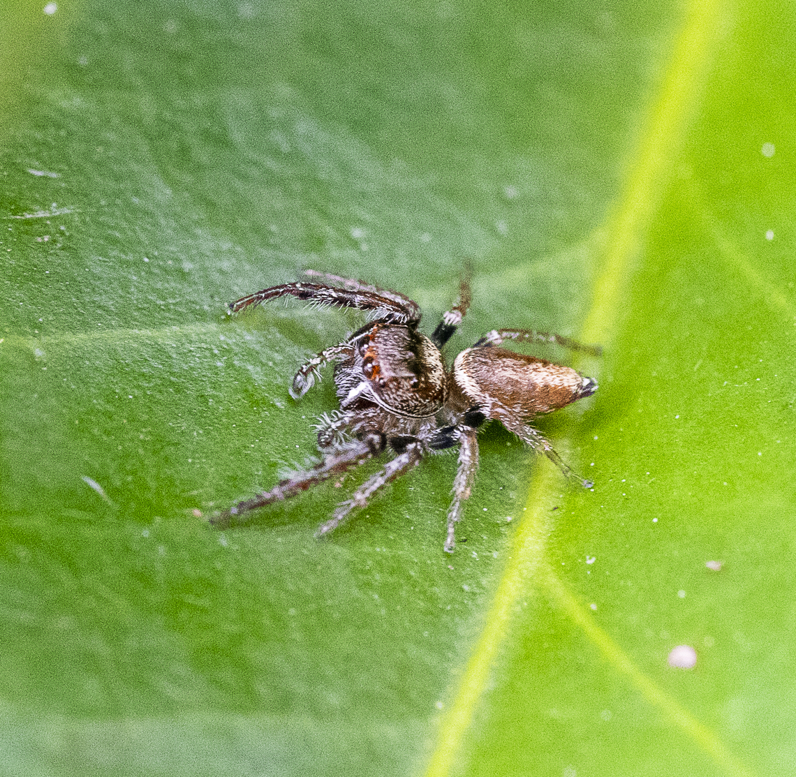 Opisthoncus sp.  Australia,Fall,Garden jumping spider,Geotagged,United States