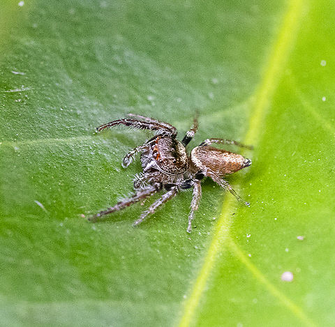 Opisthoncus sp.  Australia,Fall,Garden jumping spider,Geotagged,United States