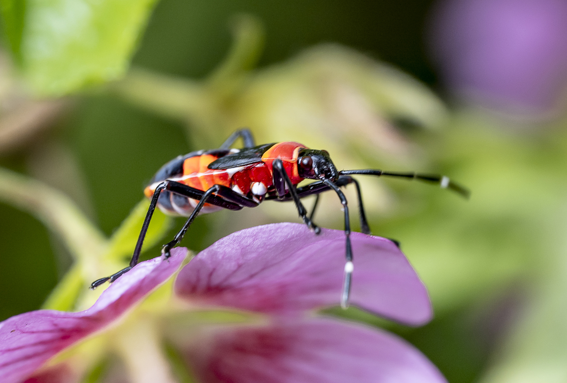Dindymus versicolor  Australia,Dindymus versicolor,Fall,Geotagged,Harlequin Bug