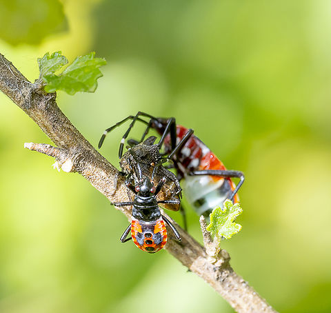 Dindymus versicolor With Horned plant hopper Australia,Dindymus versicolor,Fall,Geotagged,Harlequin Bug