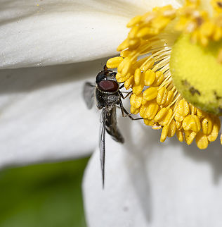 Slender hoverfly - Allobaccha sp. ?  Australia,Fall,Geotagged