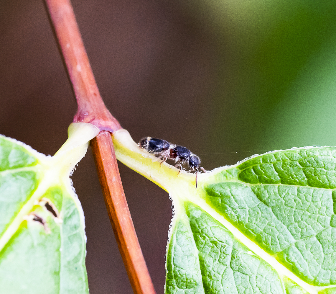 Velvet 'ant' Ephutomorpha sp. Australia,Fall,Geotagged