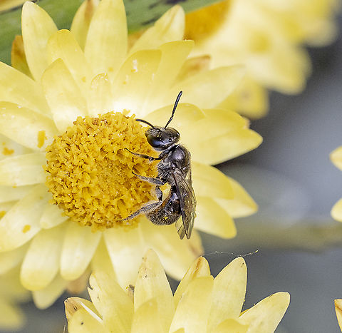 A sweat bee -  Homalictus urbanus ?  Australia,Fall,Geotagged