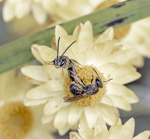 A sweat bee - Homalictus urbanus ? A mating approach Australia,Fall,Geotagged