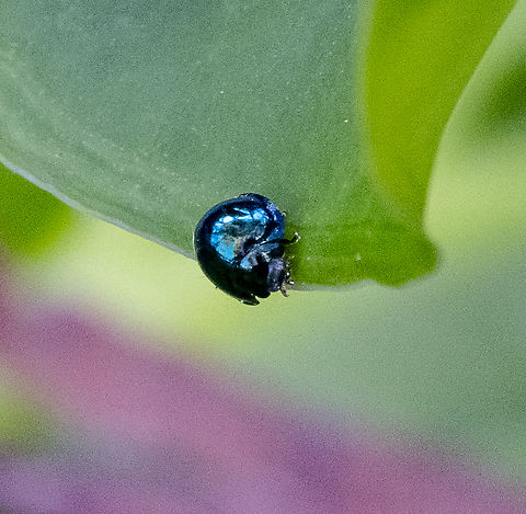 Steel blue ladybird  Australia,Fall,Geotagged,Halmus chalybeus,Steelblue Lady Beetle