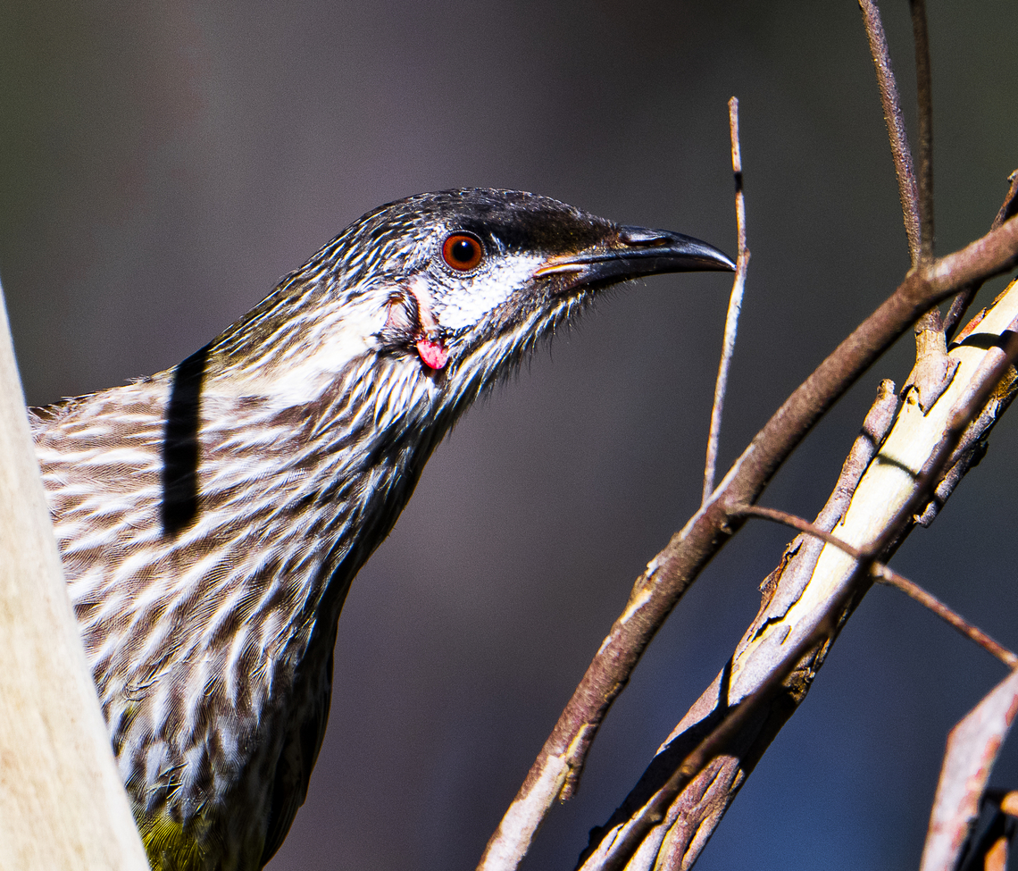 Red wattlebird Eyeing me off Anthochaera carunculata,Australia,Fall,Geotagged,Red wattlebird