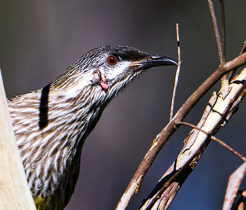 Red wattlebird Eyeing me off Anthochaera carunculata,Australia,Fall,Geotagged,Red wattlebird