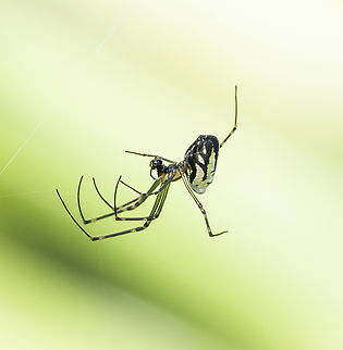 Leucauge dromedaria Silver Orb Spider Australia,Fall,Geotagged,Humped silver orb spider,Leucauge dromedaria