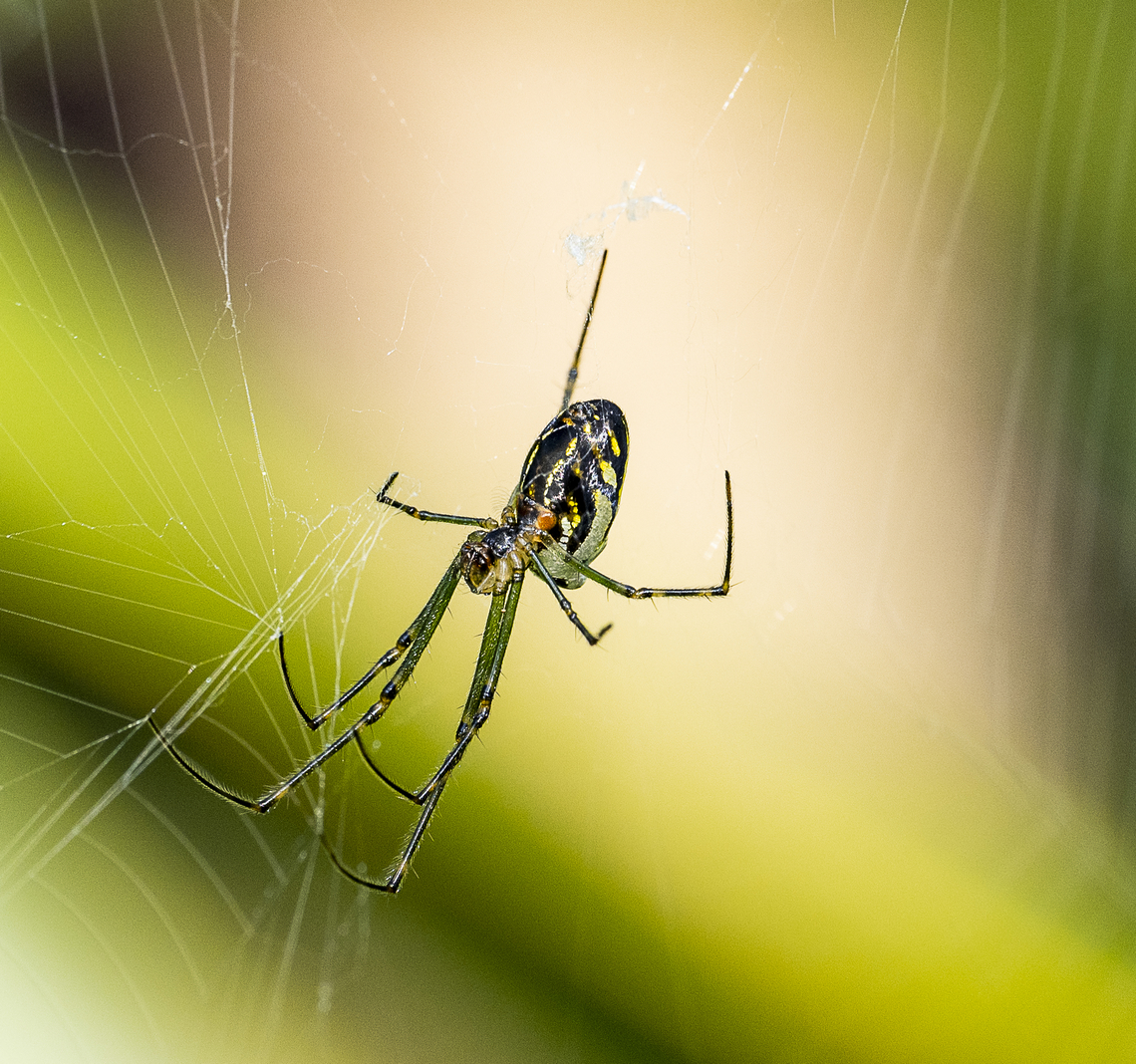 Leucauge dromedaria  Australia,Fall,Geotagged,Humped silver orb spider,Leucauge dromedaria