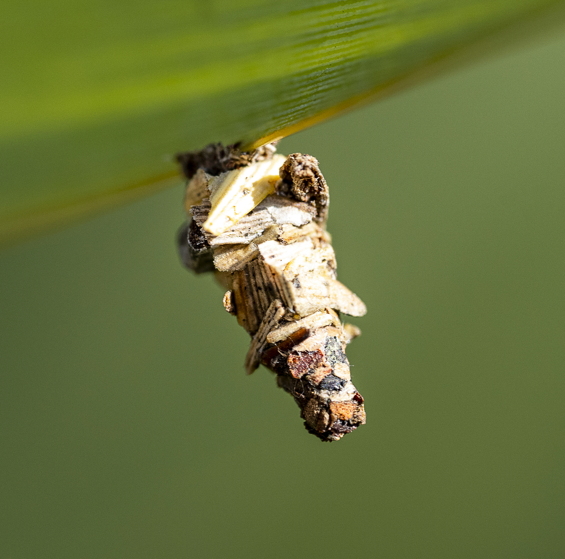 Bagworm Moth  Australia,Fall,Geotagged