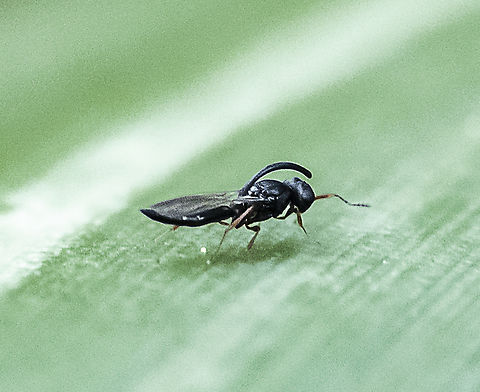 Platygastridae - Inostemma sp. Poor image I know, but intriguing Australia,Fall,Geotagged