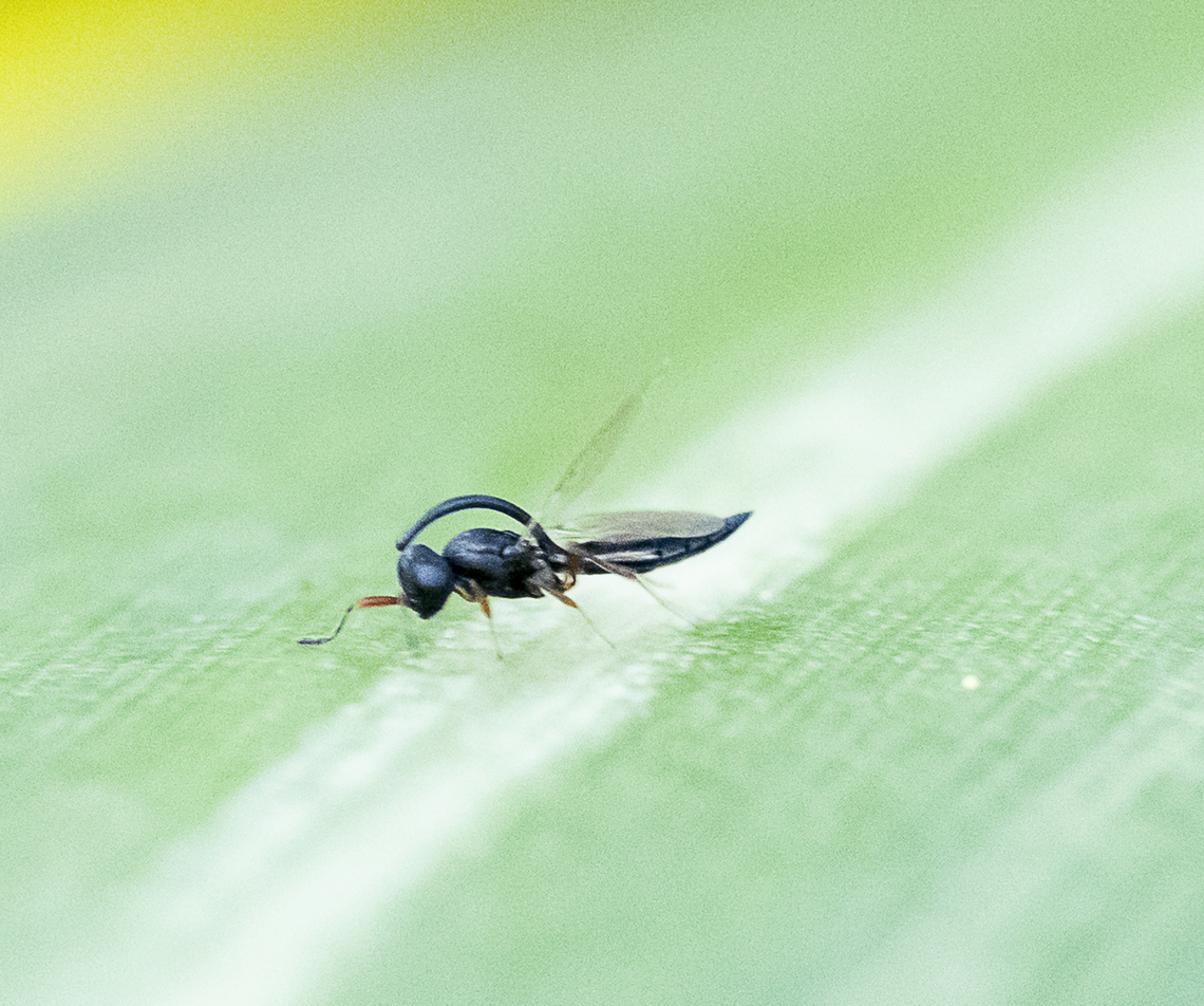 Platygastridae: Inostemma sp.  The large horn on the back of this Inostemma is a structure for housing the wasp&rsquo;s ovipositor. Inostemma belongs to a group of wasps (Platygastroidea) that carry the entire length of their ovipositors internally. Those species that require long ovipositors (for attacking hosts concealed in plant tissues, soil, or other hard-to-reach locations)  Australia,Fall,Geotagged