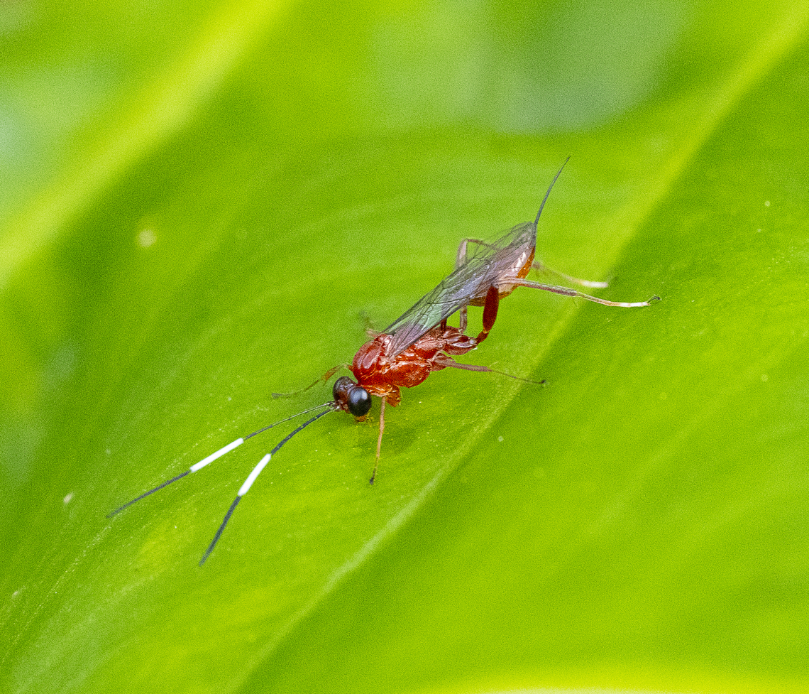 Ichneumonid Wasp -  Stiromesostenus sp. ?  Australia,Fall,Geotagged