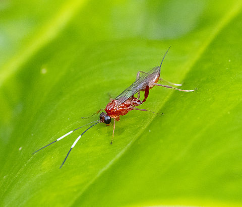 Ichneumonid Wasp -  Stiromesostenus sp. ?  Australia,Fall,Geotagged