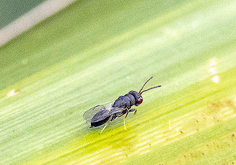 Wasp - Chrysididae (family) ?  Australia,Fall,Geotagged