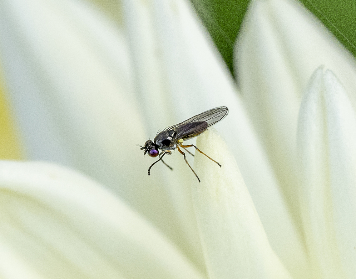 Fly - Hydrellia sp. ?  Australia,Fall,Geotagged