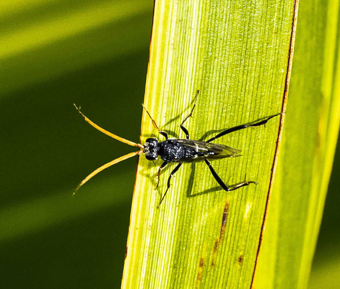 Evania sp. - Spider wasp  Australia,Fall,Geotagged