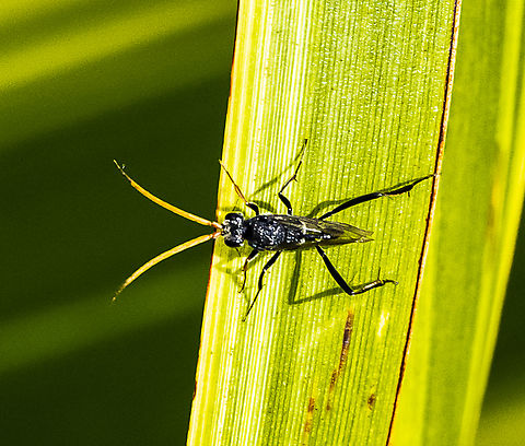 Evania sp. - Spider wasp  Australia,Fall,Geotagged