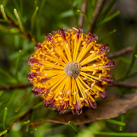 Banksia spinulosa Hairpin Banksia Australia,Banksia spinulosa,Fall,Geotagged,Hairpin Banksia