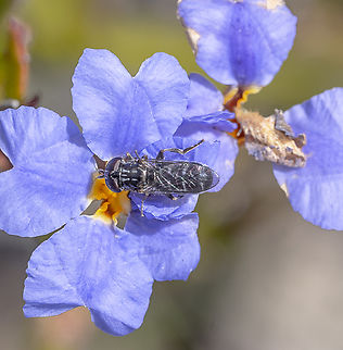 Fly  Australia,Fall,Geotagged