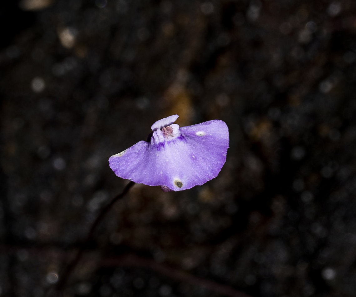 Utricularia uniflora On the edge of a hanging swamp<br />
 Australia,Fall,Geotagged,Utricularia uniflora