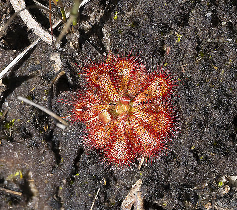 Drosera spatulata Sundew Australia,Drosera spatulata,Fall,Geotagged,Spoon-leaved sundew