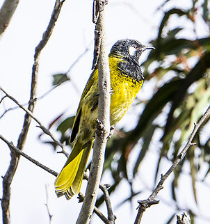 White-eared Honeyeater - Lichenostomus leucotis  Australia,Fall,Geotagged,Nesoptilotis leucotis,White-eared honeyeater