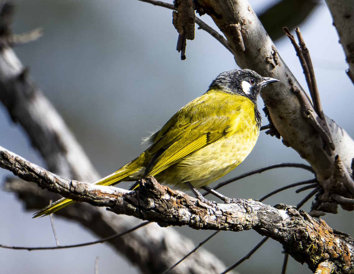 White-eared Honeyeater - Lichenostomus leucotis  Australia,Fall,Geotagged,Nesoptilotis leucotis,White-eared honeyeater