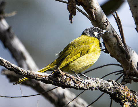 White-eared Honeyeater - Lichenostomus leucotis  Australia,Fall,Geotagged,Nesoptilotis leucotis,White-eared honeyeater