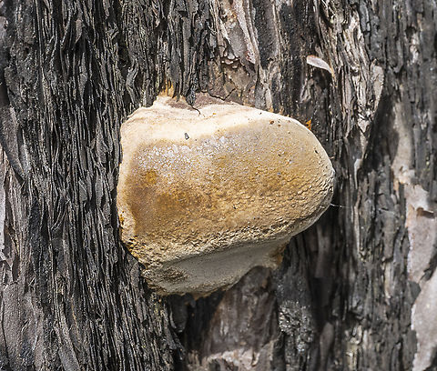 Polypore  Australia,Fall,Geotagged
