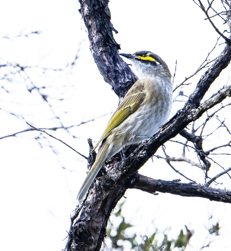 Caligavis chrysops Yellow-faced honeyeater Australia,Caligavis chrysops,Fall,Geotagged,Yellow-faced honeyeater