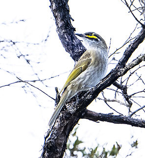Caligavis chrysops Yellow-faced honeyeater Australia,Caligavis chrysops,Fall,Geotagged,Yellow-faced honeyeater