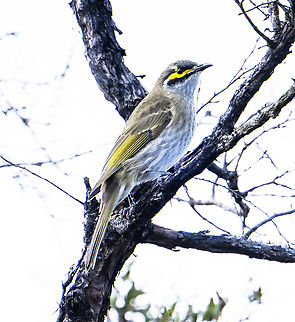 Caligavis chrysops Yellow-faced honeyeater Australia,Caligavis chrysops,Fall,Geotagged,Yellow-faced honeyeater