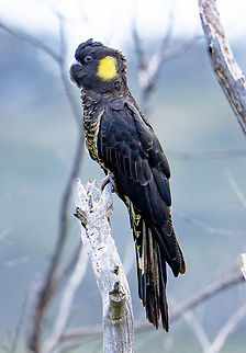 Yellow-tailed black cockatoo  Australia,Calyptorhynchus funereus,Fall,Geotagged,Yellow-tailed black cockatoo