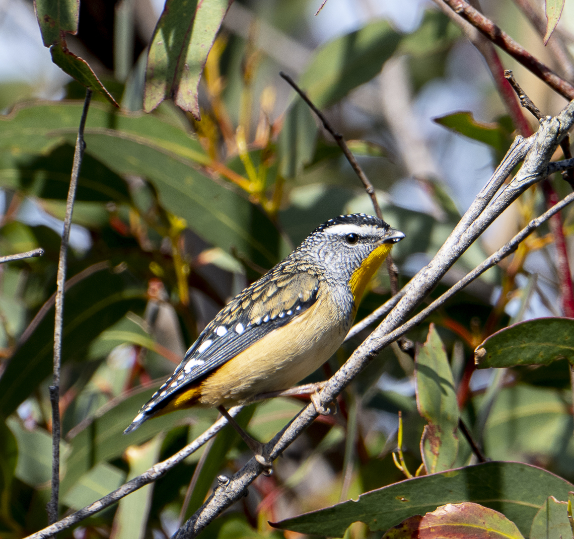 Spotted Pardalote  Australia,Fall,Geotagged,Pardalotus punctatus,Spotted pardalote