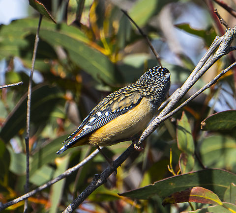 Pardalotus punctatus Spotted Pardalote

The back of my head is cute too Australia,Fall,Geotagged,Pardalotus punctatus,Spotted pardalote